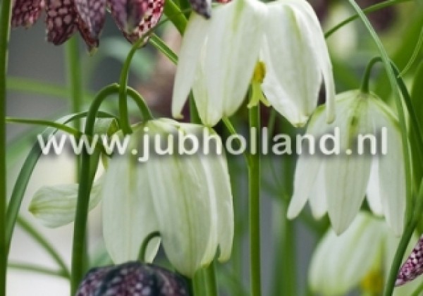 Fritillaria meleagris Mix 6/7