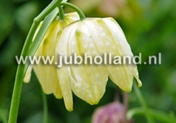 Fritillaria meleagris Alba 5/+