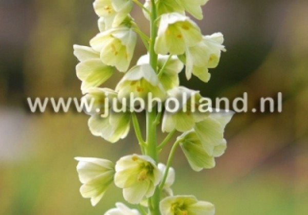 Fritillaria persica Ivory Bells 20/+