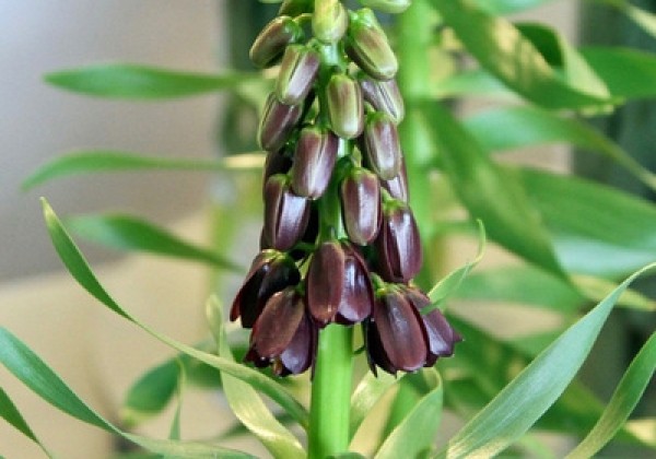 Fritillaria persica Purple Dynamite  18/20
