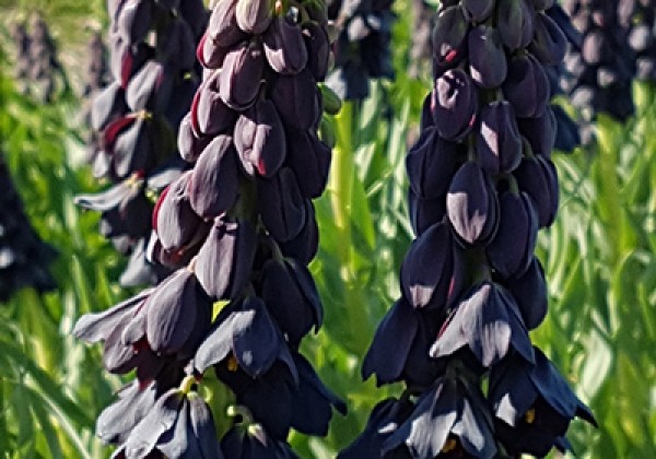 Fritillaria persica Twin Tower Tribute 20/+
