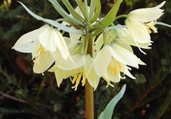 Fritillaria raddeana 16/+