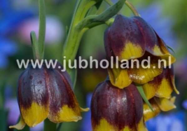 Fritillaria michailovskyi 5/+