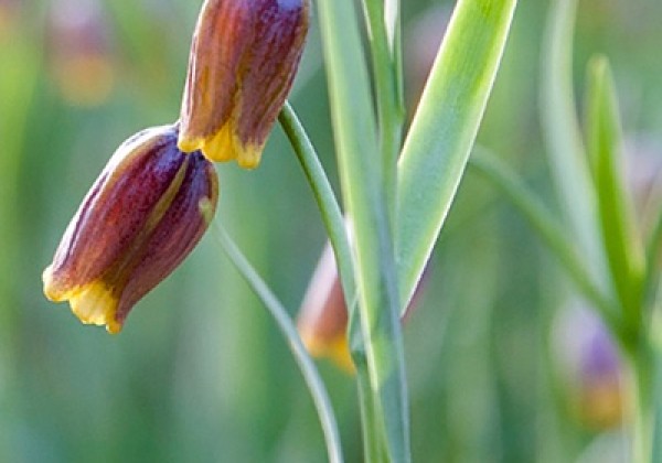 Fritillaria uva-vulpis 6/7