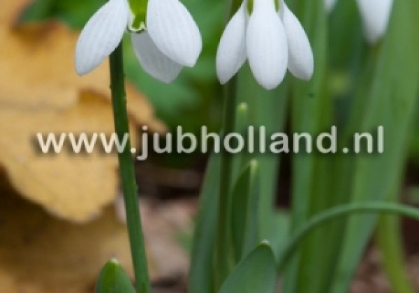 Galanthus elwesii 6/7