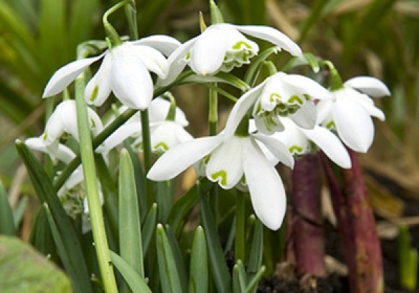 Galanthus nivalis Flore Pleno 5/+
