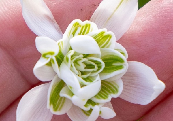 Galanthus nivalis Flore Pleno 5/+