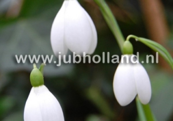 Galanthus nivalis 5/6