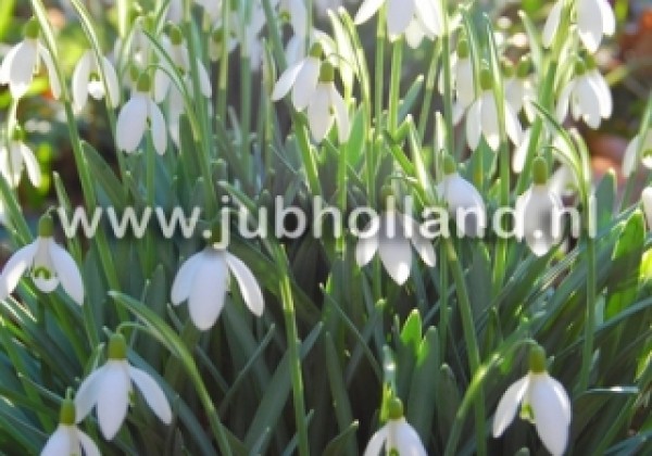 Galanthus woronowii 6/7