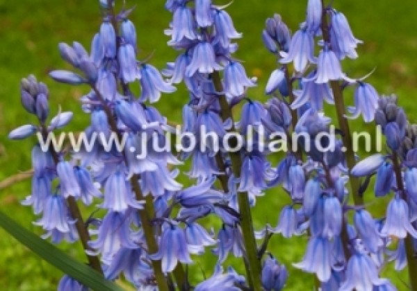 Hyacinthoides hispanica Excelsior 10/+