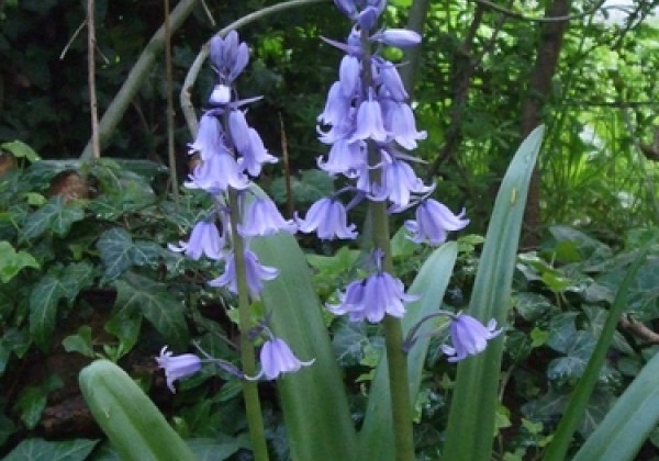 Hyacinthoides hispanica Blue 8/10