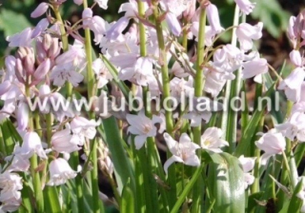 Hyacinthoides hispanica Pink 8/10
