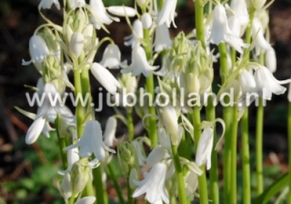 Hyacinthoides hispanica White 8/10