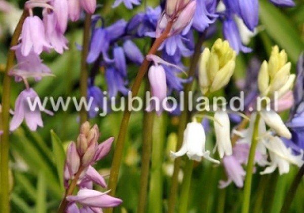 Hyacinthoides hispanica Mix 8/10