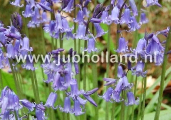 Hyacinthoides non-scripta 7/8