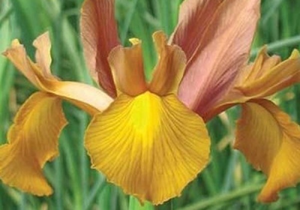 Iris hollandica (lielziedu) Autumn Princess 7/8
