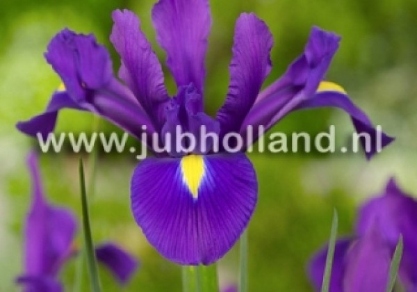 Iris hollandica (lielziedu) Blue Magic 8/9
