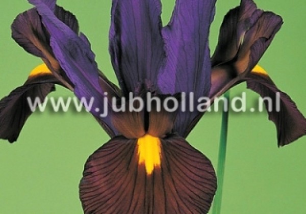 Iris hollandica (lielziedu) Eye of the Tiger 7/8