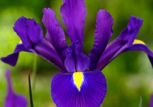 Iris hollandica (lielziedu) Purple Sensation 7/8