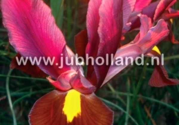 Iris hollandica (lielziedu) Red Ember 7/8