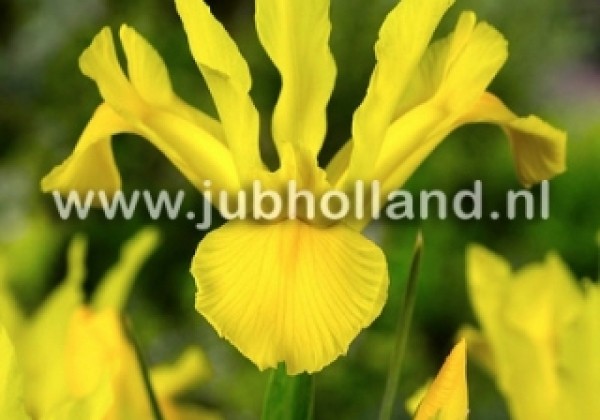 Iris hollandica (lielziedu) Royal Yellow 7/8