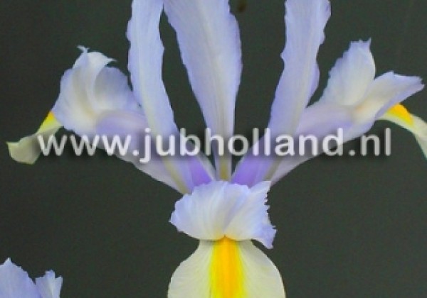Iris hollandica (lielziedu) Silvery Beauty 7/8