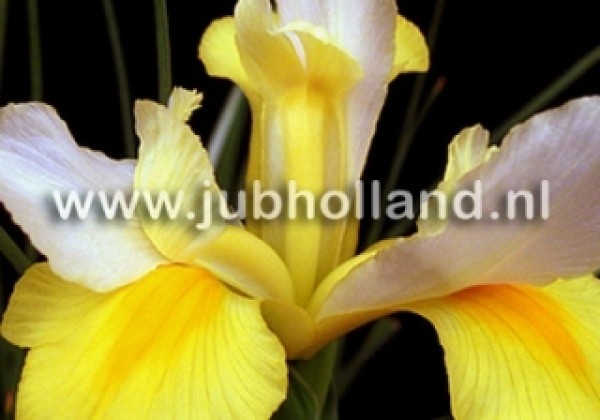 Iris hollandica (lielziedu) Symphony 7/8