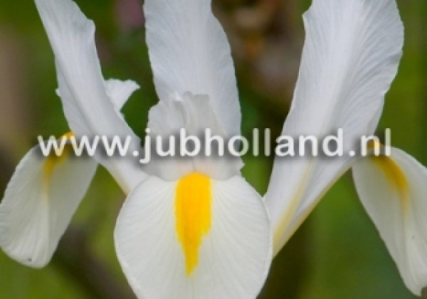 Iris hollandica (lielziedu) White van Vliet 7/8