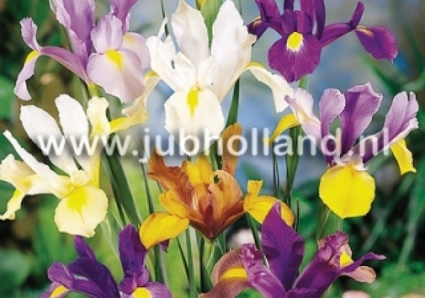 Iris hollandica (lielziedu) Mix 7/8