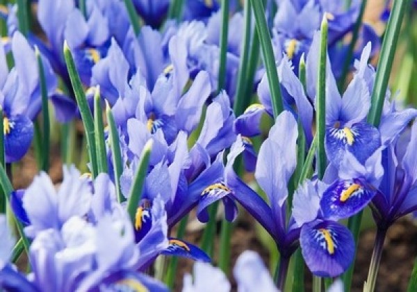 Iris reticulata Alida 5/6