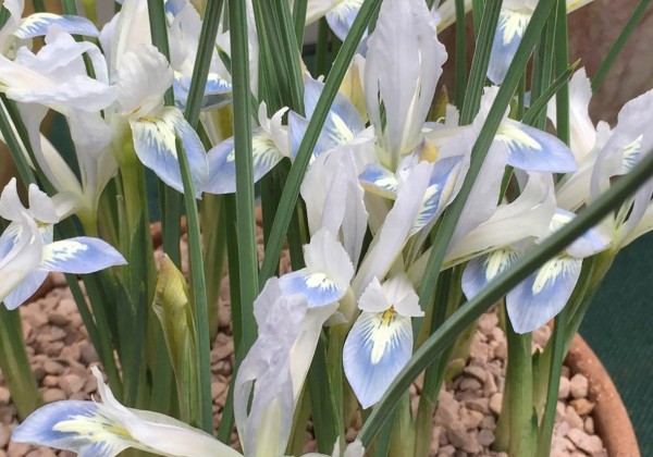Iris reticulata Frozen Planet 5/6