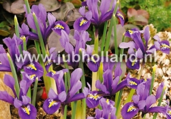Iris reticulata J.S. Dijt 6/+