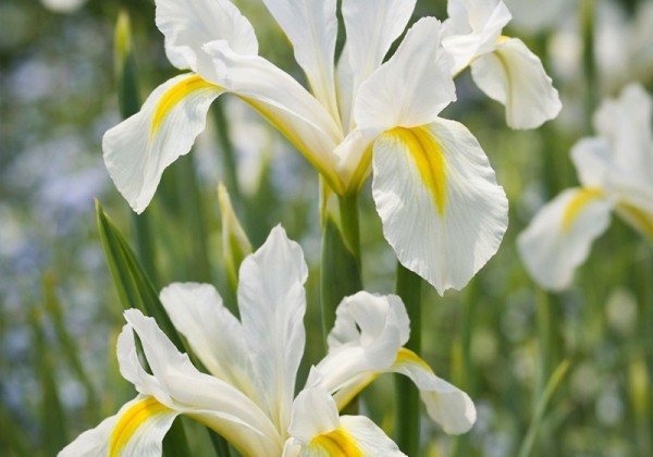 Iris reticulata Louise 6/+