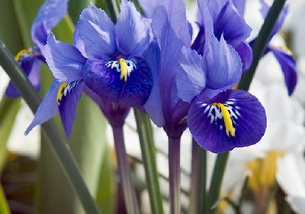 Iris reticulata 6/+