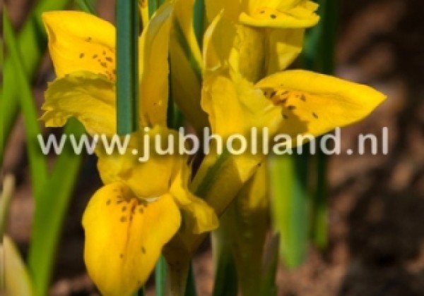 Iris danfordiae 6/+