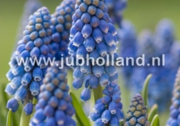 Muscari armeniacum 8/9