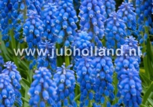 Muscari aucheri Blue Magic 8/9