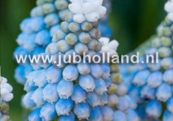 Muscari aucheri Ocean Magic 7/8