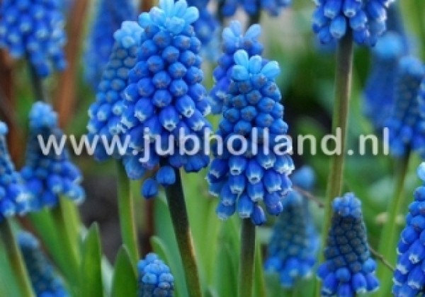 Muscari azureum 6/+