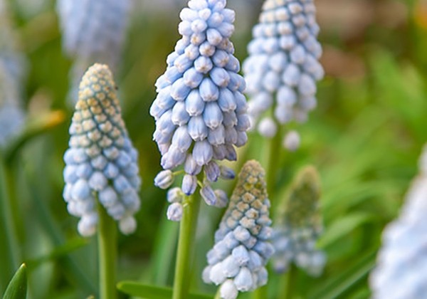 Muscari Babys Breath 8/+