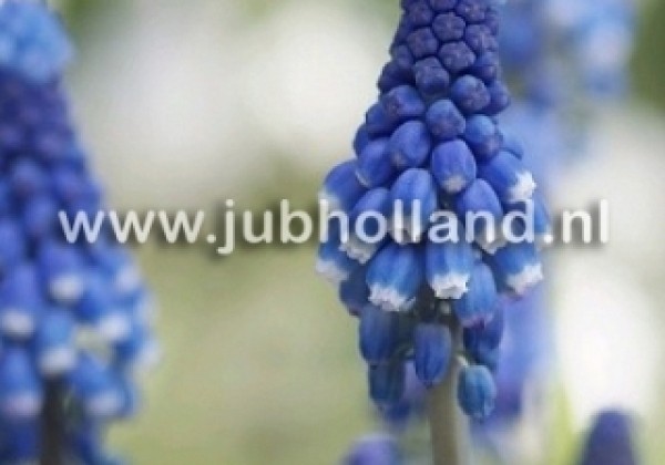 Muscari botryoides Superstar 6/+