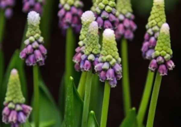 Muscari latifolium Grape Ice 5/+