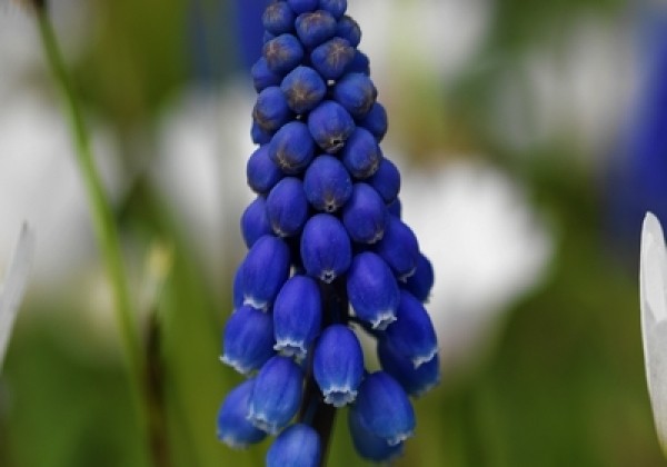 Muscari Joyce Spirit 7/8