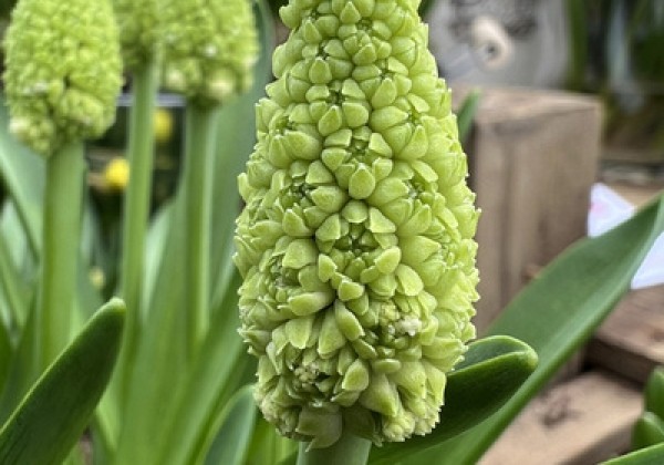 Muscari Lady Madonna  7/8