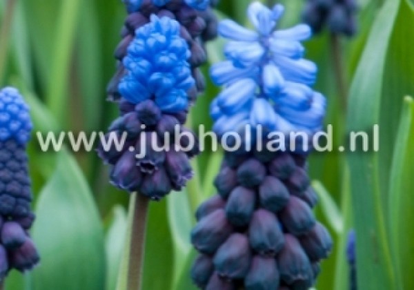 Muscari latifolium 6/+