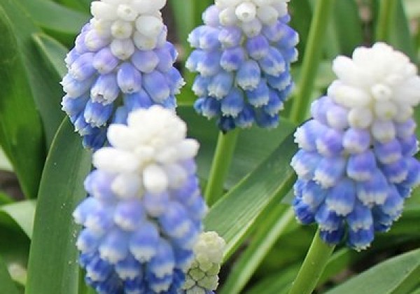 Muscari Mountain Lady 7/8