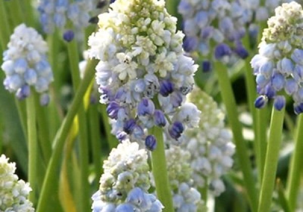 Muscari armeniacum Nature's Beauty 7/8