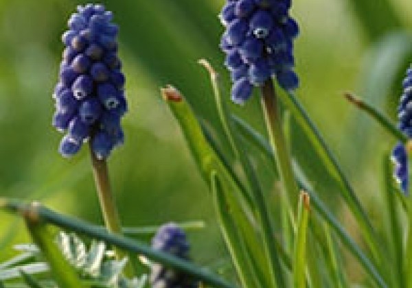 Muscari armeniacum Night Eyes 7/8