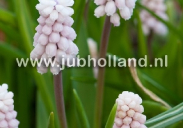 Muscari Pink Sunrise 5/+