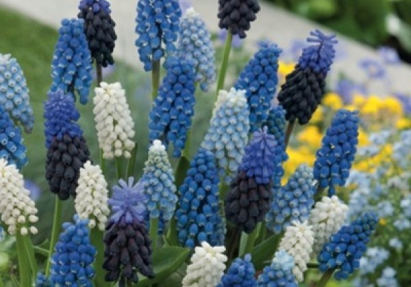 Muscari Mix 8/9